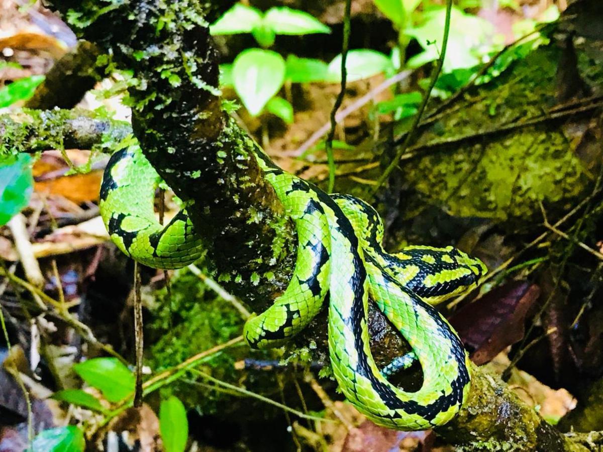 Rainforest Mount Lodge Денияйя Экстерьер фото